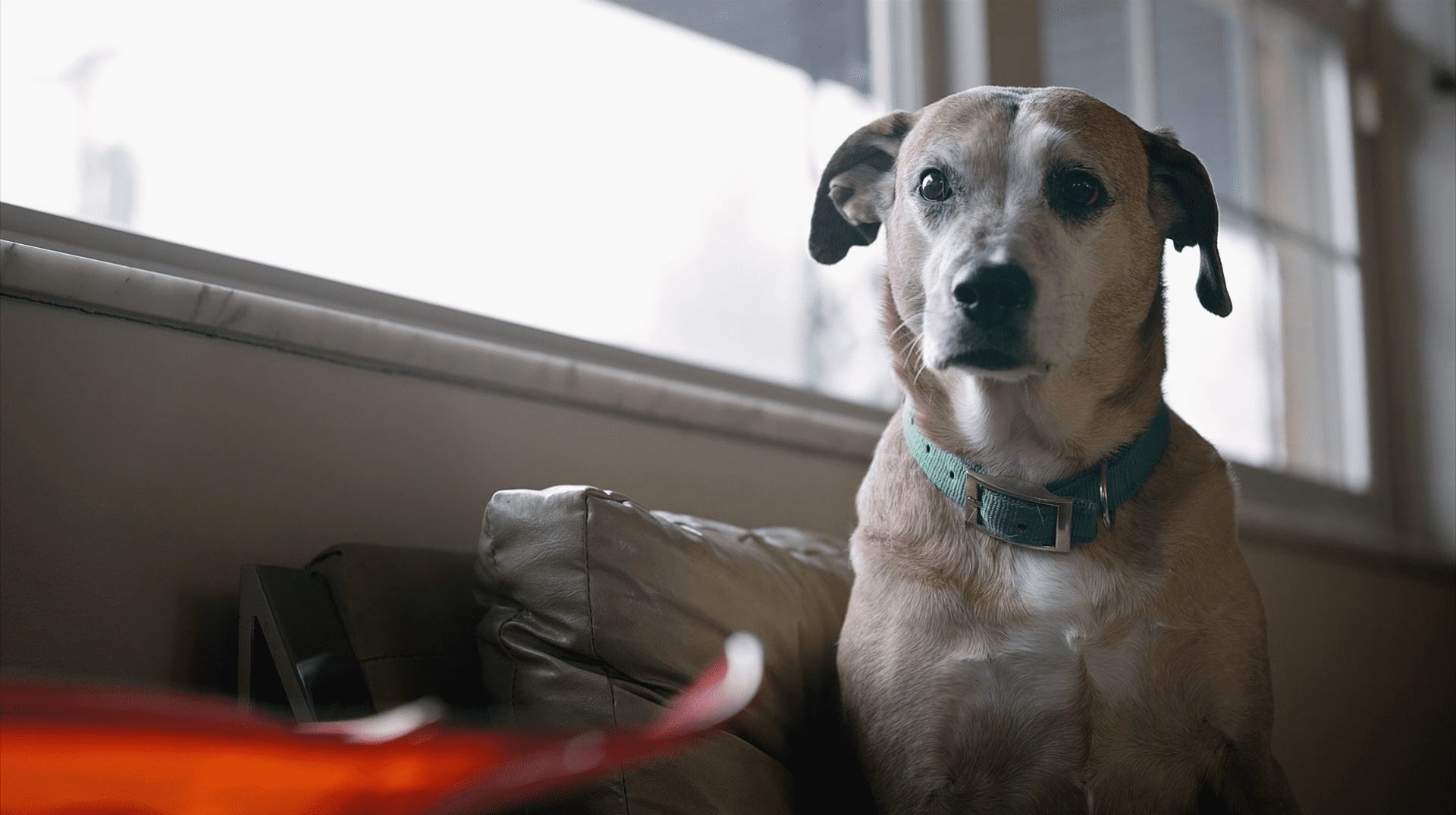 Co by váš mazlíček řekl psychologovi?